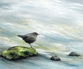 American Dipper